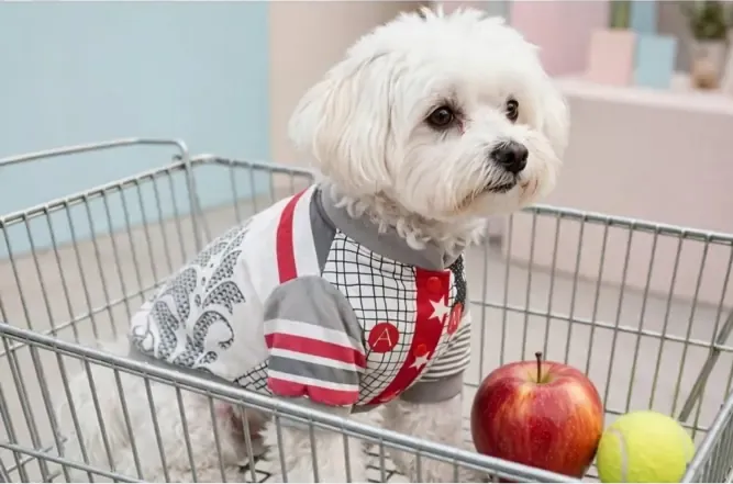 Aboutpet Teddy's Gömlek kedi köpek kıyafeti