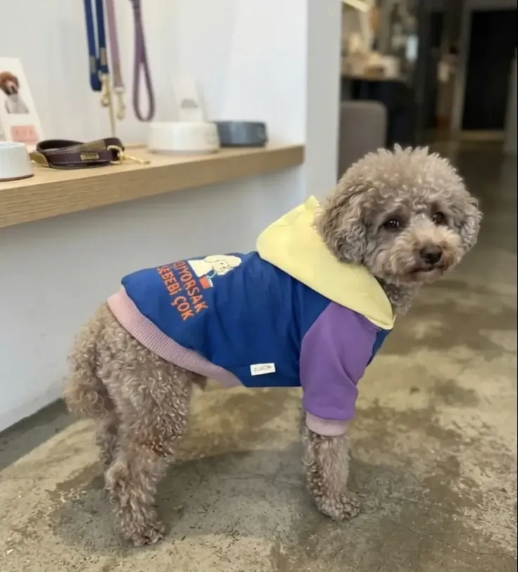 Renk bloklu kapüşonlu giymiş toy poodle